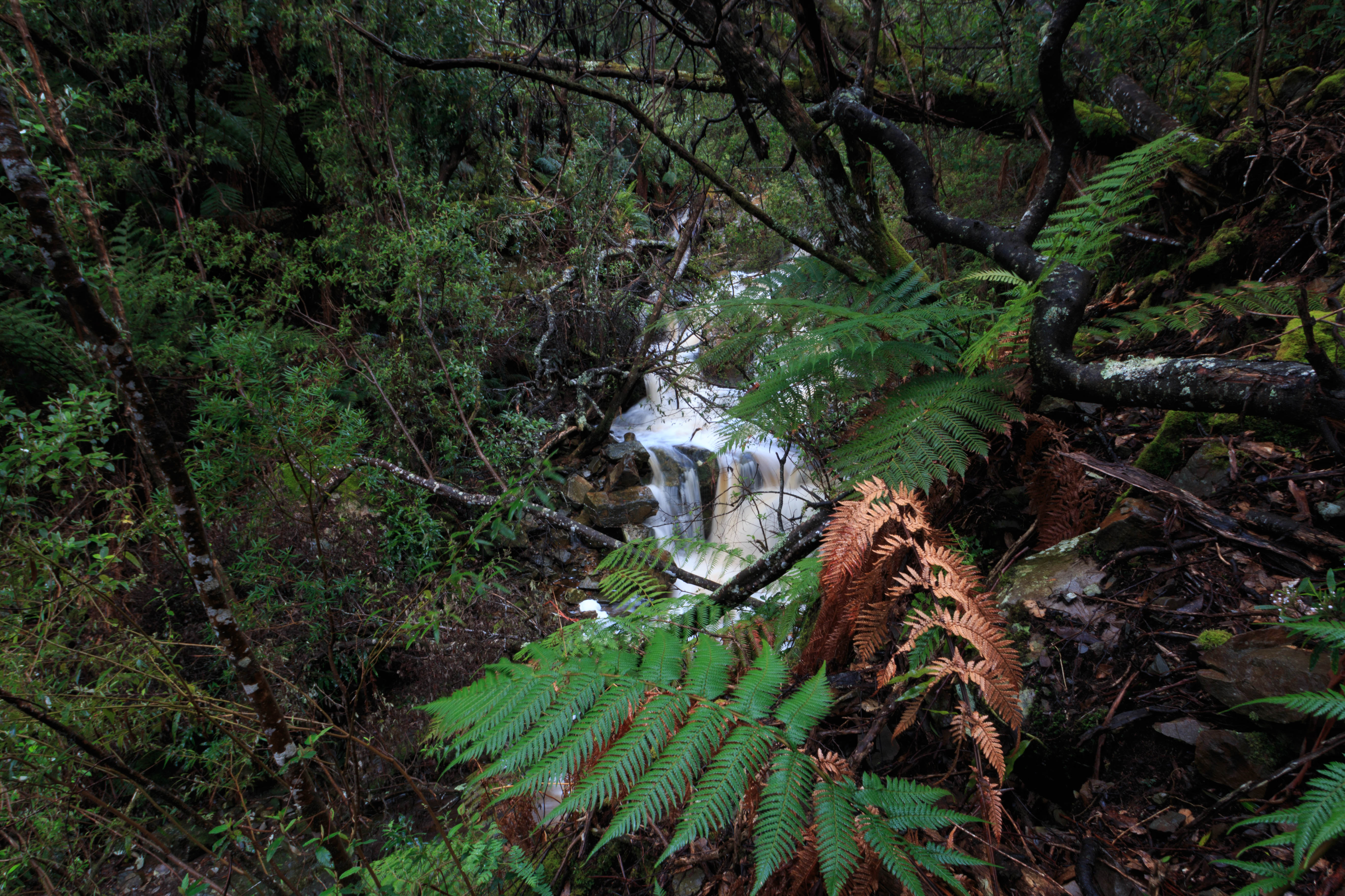 Cashs Falls