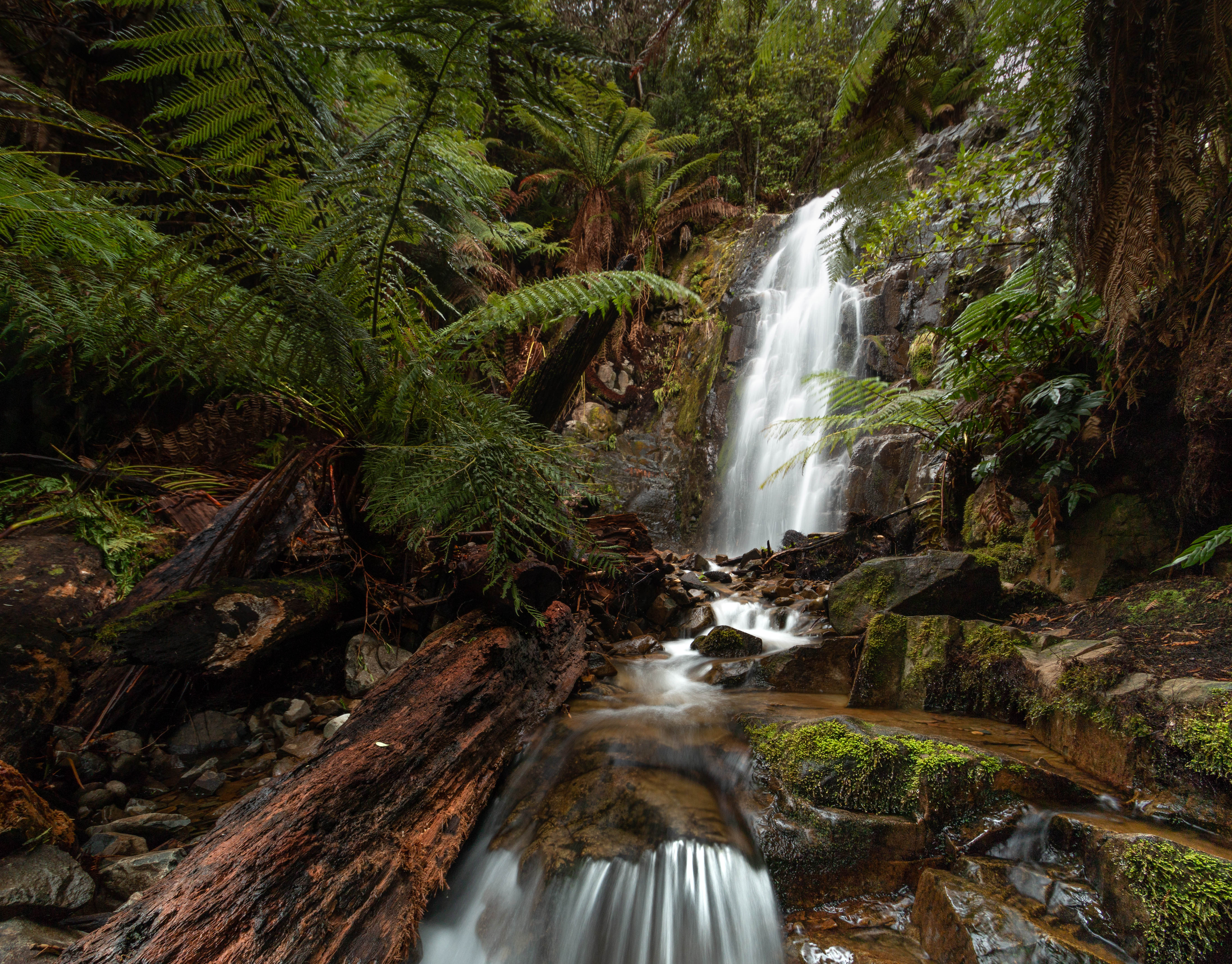 Myrtle Forest Falls (lower tier)