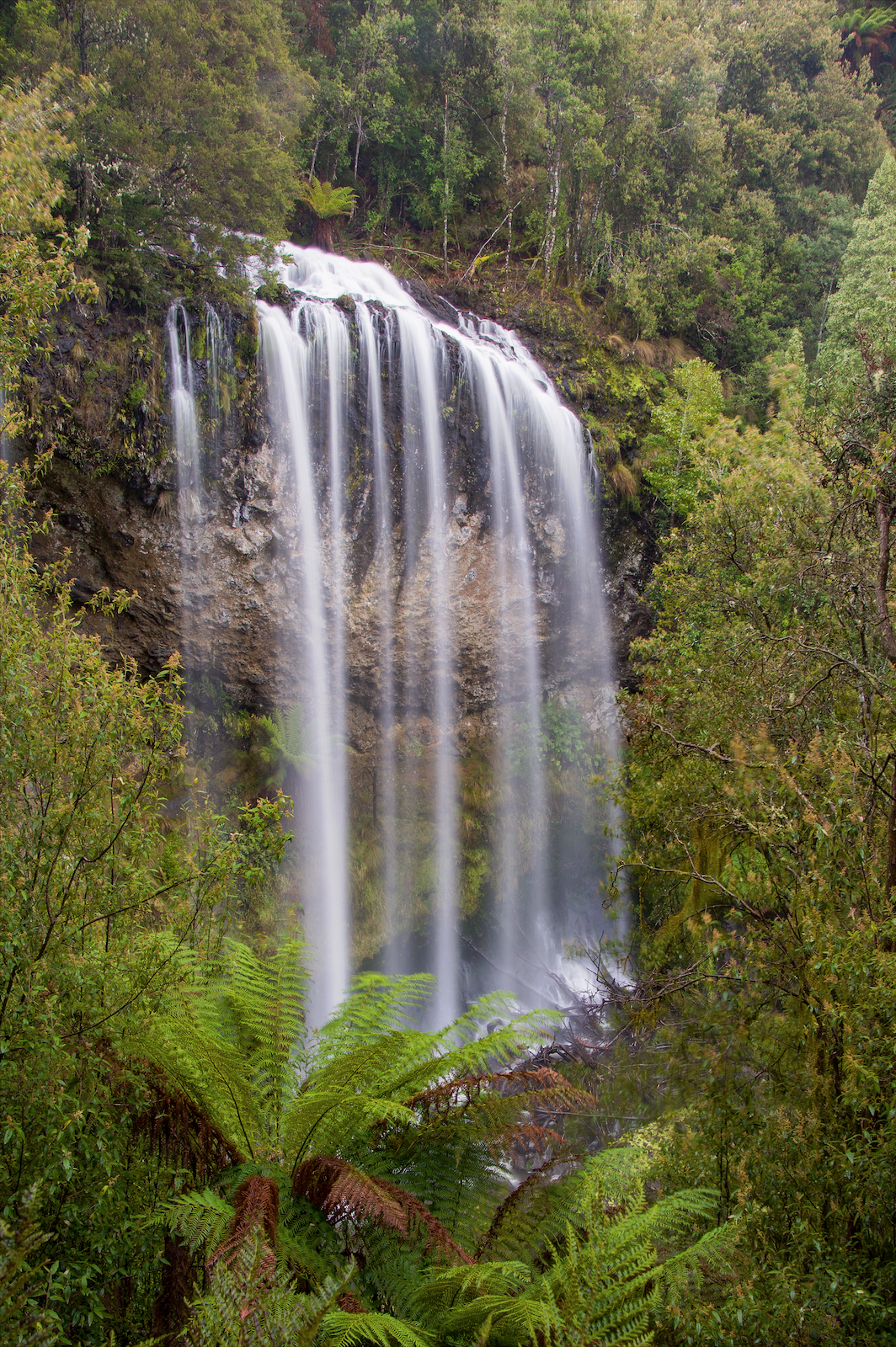 Ration Tree Falls